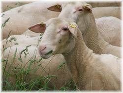 Unsere Jährlinge...