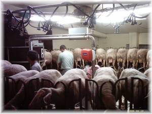 Melkkarussell auf dem Larzac