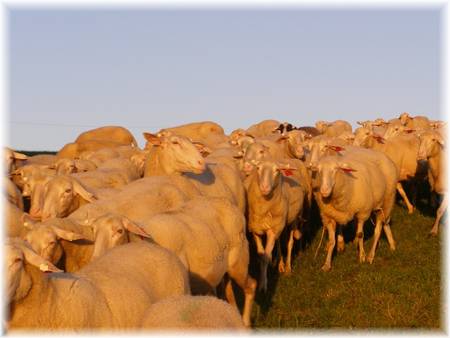 Nach Hause zum Melken